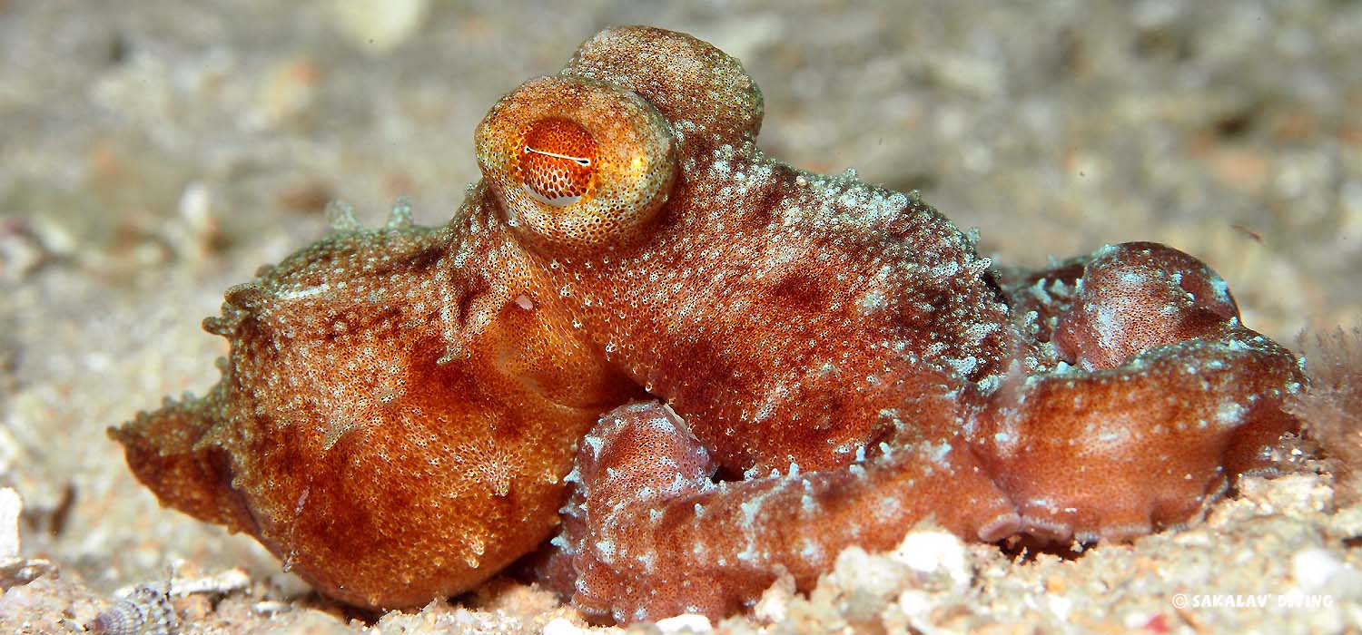 Night dive in Nosy Be Madagascar